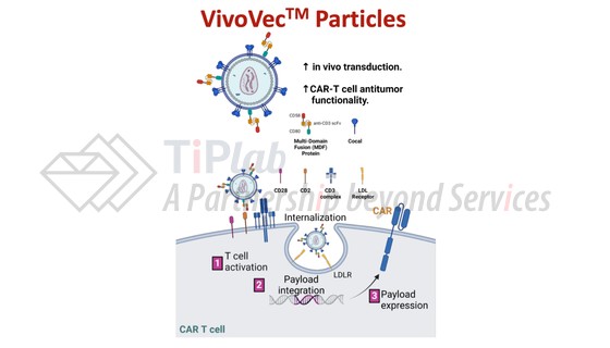 图4 Umoja Biopharma的VivoVec平台 (源自doi: 10.1182/blood.2024024523)