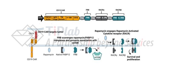 图5 Umoja Biopharma的RACR™平台 (改编自doi: 10.1136/jitc-2022-006292)