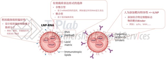图1 In vivo CAR-T应用场景下LNP载体改造方向 （改编自 doi.org/10.1038/s41573-025-01291-5）