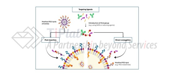图2 靶向结构修饰的LNP结构示意图 （源自doi.org/10.1021/acs.nanolett.5c05535）