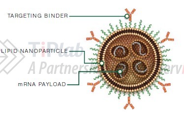 图3 Capstan Biotherapeutics的LNP递送载体示意图  （源自DOI: 10.1126/science.ads8473）