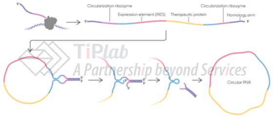 图4 Orna Therapeutics环状RNA平台oRNA®示意图  （源自https://www.ornatx.com/our-approach-strategy/）