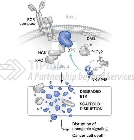 参见:Nurix presentation
