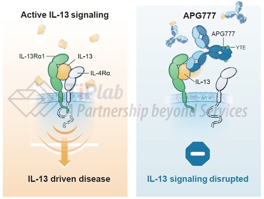 参见:Apogee Therapeutics官网