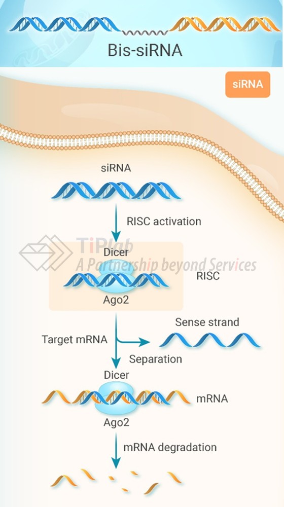 图1 双靶siRNA示例性结构与siRNA作用机制示意图 (DOI: 10.59717/j.xinn-drugdisc.2026.100007)
