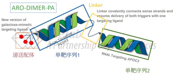 图2 Arrowhead的管线ARO-DIMER-PA结构示意图 (改编自Arrowheadpharma.com)