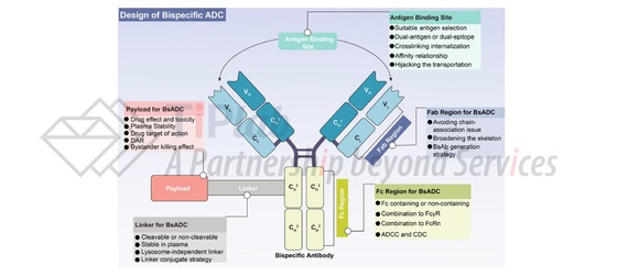 图1 双靶向ADC的设计考虑 (doi: 10.1016/j.apsb.2024.01.009.)
