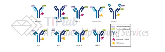 图1 发明点为抗体的双靶向ADC/双载荷ADC (doi: 10.1007/s11684-024-1072-8.)